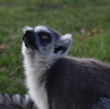 this is a ring-tailed lemur at Wingham wildlife park in Kent