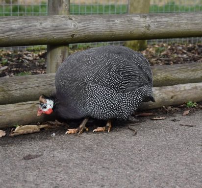  these guinea fowl were captured at wingham wildlife park with is based in Kent in the uk