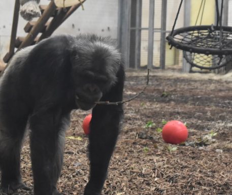 this lovely animal was captured at wingham wildlife park with is based in Kent in the uk