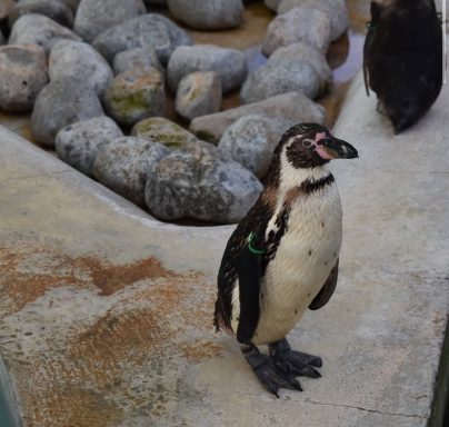 penguins captured at wingham wildlife park with is based in Kent in the uk