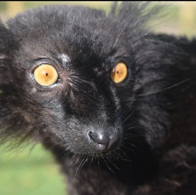 this is an EU-lemur macaco and he is one of many lemurs at Wingham wildlife park