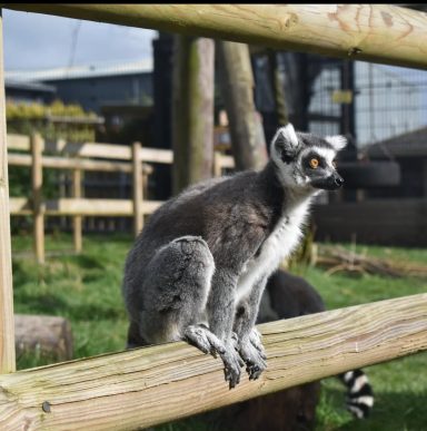 this is a ring-tailed lemur at Wingham wildlife park in Kent